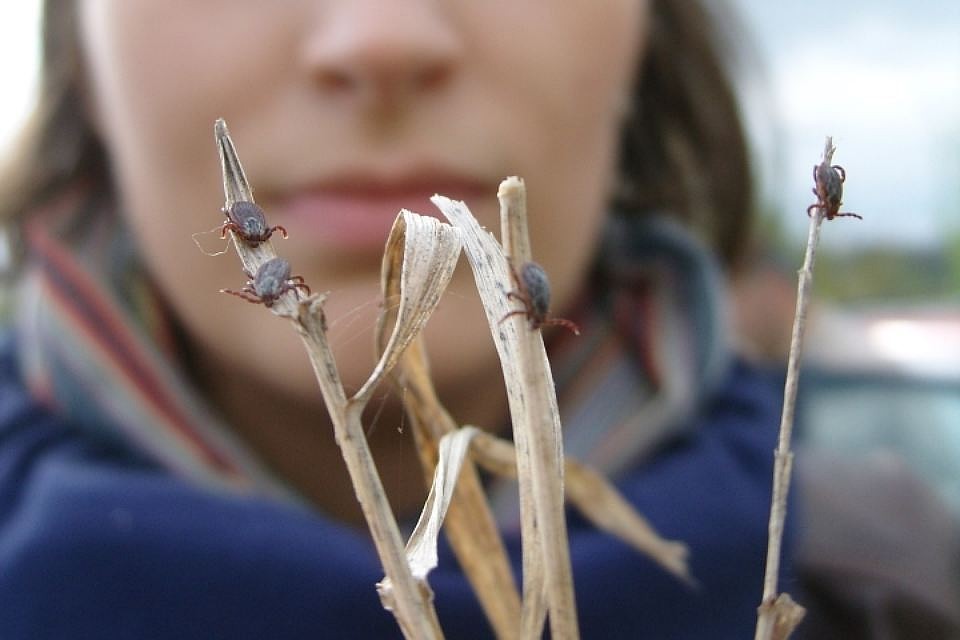 180 гектаров зон массового отдыха обработано против клещей  Могилевской области