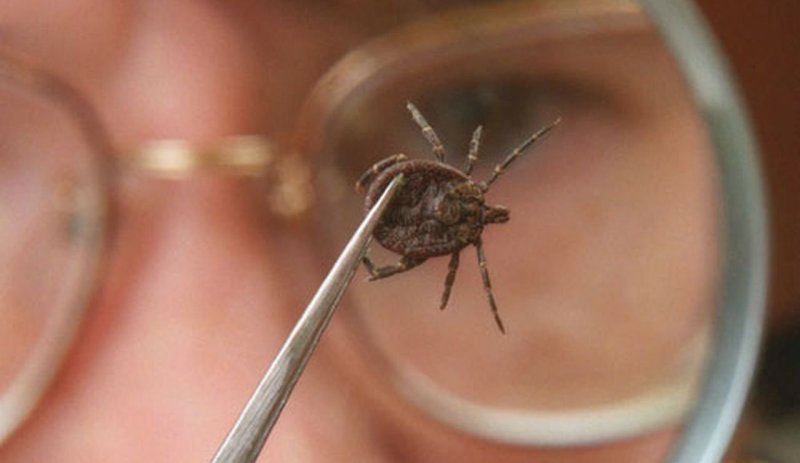 Более чем в 1,5 раза возросла численность клещей по сравнению с аналогичным прошлогодним периодом в Могилевской области