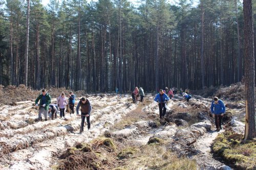Cвыше 309 тысяч деревьев высадили в Краснопольском районе во время "Недели леса"