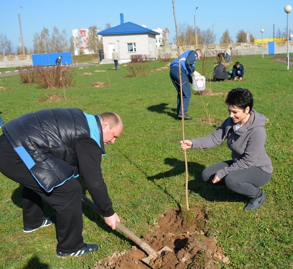 Аллею из 100 деревьев заложили могилевские эксперты в честь 5-летия ведомства