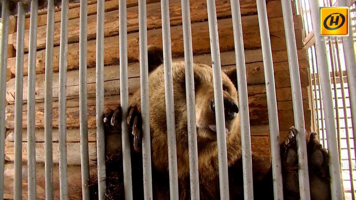 Медведь из Могилевского зоосада настоящей зимы пока не предвидит. Видео