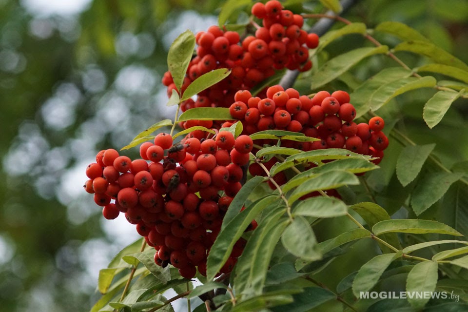 До +23 градусов ожидается во второй половине недели в Могилевской области