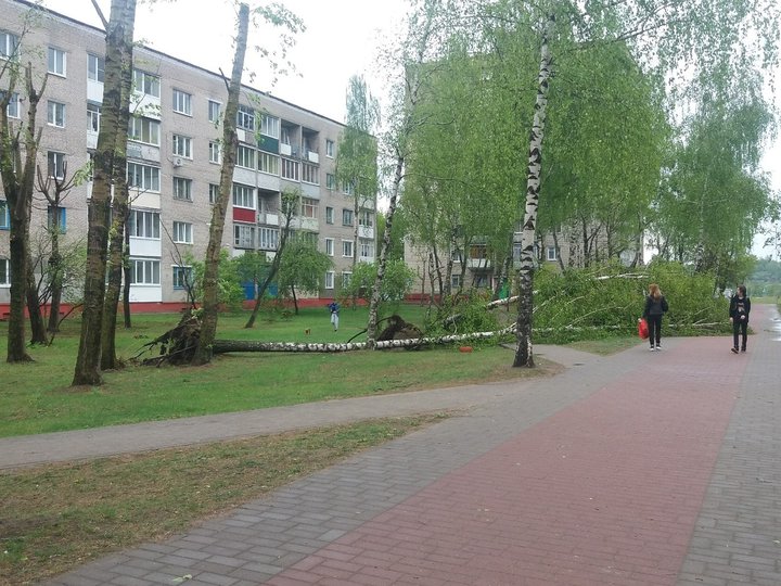 Из-за непогоды в Могилеве сломаны деревья и поврежден остановочный пункт. Фото