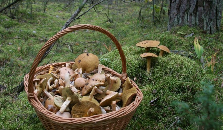 В Могилевской области с начала сезона отравились грибами 6 человек