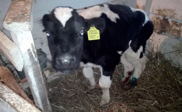 Прокуратура выявила  грубые нарушения условий содержания скота на молочно-товарном комплексе в Мстиславском районе