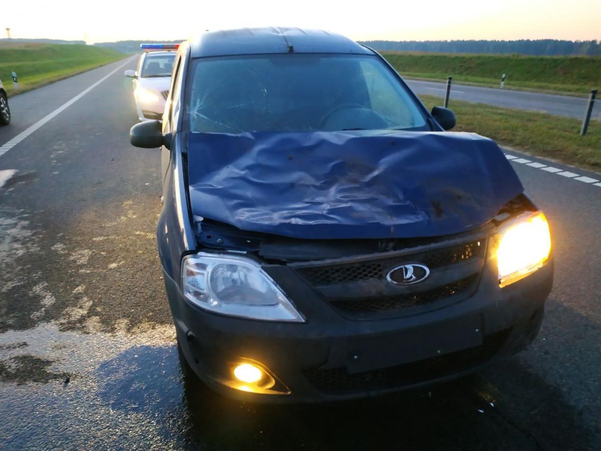 Могилевчанин на "Ладе" сбил оленя в Белыничском районе