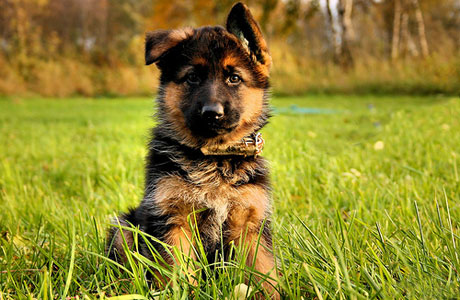 Щенка немецкой овчарки украл со двора дома житель Быхова