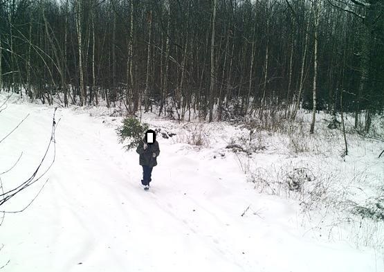 Четыре случая незаконной вырубки новогодних деревьев установлено в Могилевской области в предновогодние дни