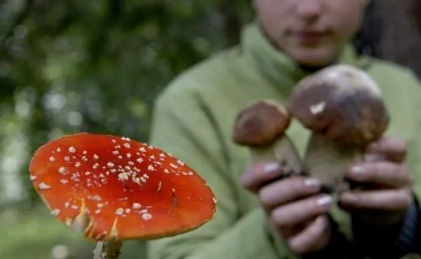 Пять случаев отравления грибами зарегистрировано в Могилевской области