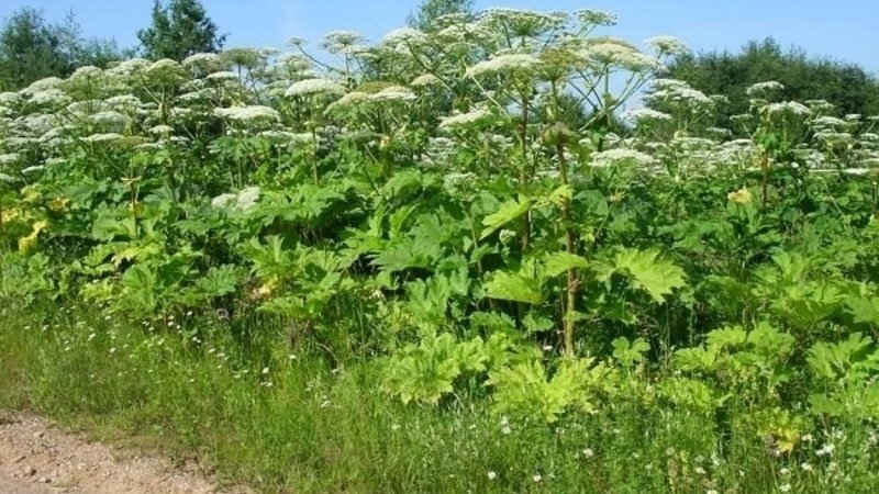 Почти на 30 гектаров сократилась общая площадь произрастания борщевика Сосновского в Могилевской области