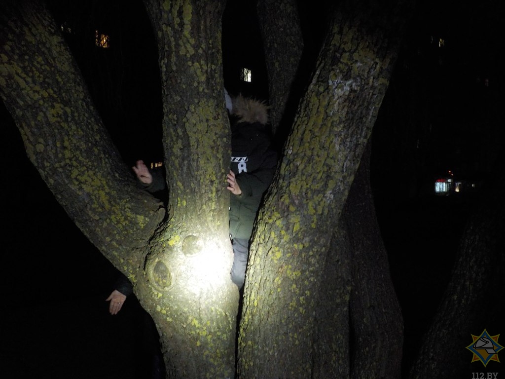 Шестилетний ребенок в Бобруйске застрял в дереве – вызывали МЧС