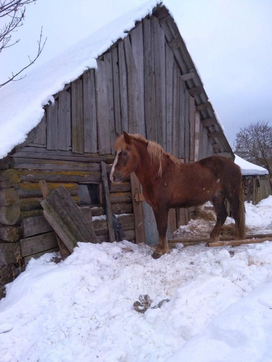 Местный житель в Костюковичском районе украл с фермы лошадь