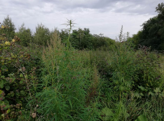 Около 300 кг конопли уничтожили в Бобруйском районе