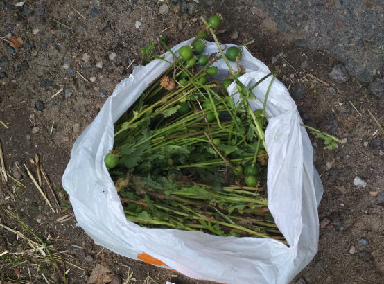 Могилевчанина задержали возле тайника, в котором он хранил маковую солому