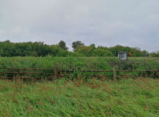 Более тонны дикорастущей конопли уничтожили в Костюковичском районе