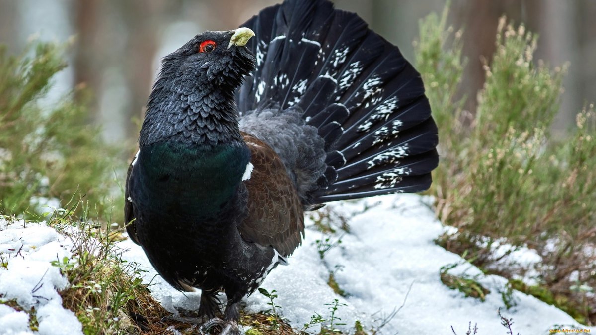 Глухарь объявлен птицей 2020 года в Беларуси