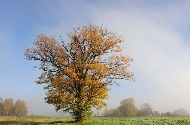 Фотовыставка Владимира Шарникова «Беларусь. С любовью» откроется 9 ноября в бобруйском музее