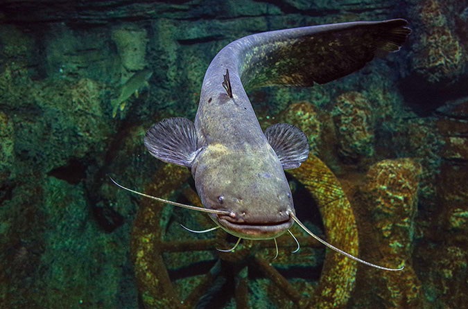 Запрет на лов сома обыкновенного устанавливается в Могилевской области с 31 мая