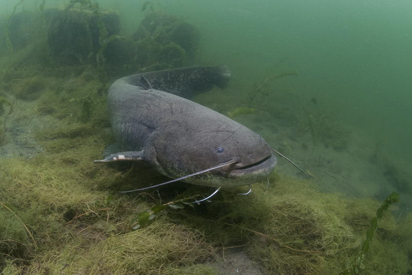 Запрет на лов сома установлен в Могилевской области с 1 ноября