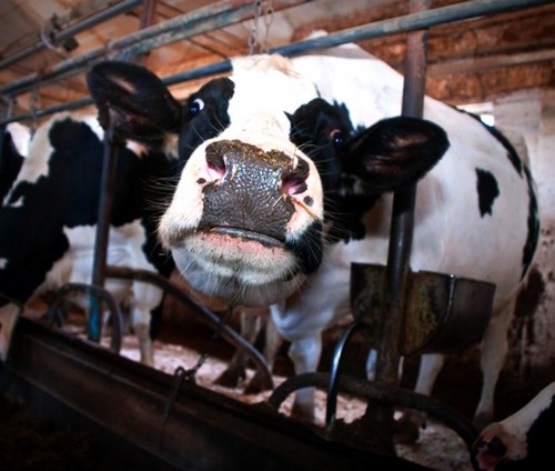 Прокуратура Горецкого района выявила нарушения при проверке законодательства о сохранности крупного рогатого скота