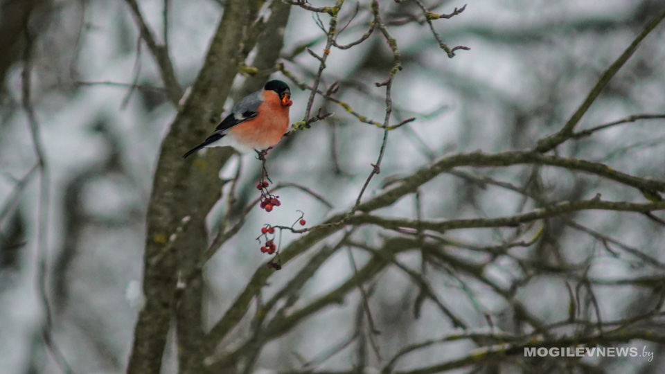 В Могилевской области ночная темепература в выходные может опуститься до -19