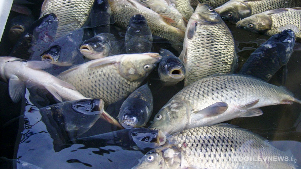 На площадях ликвидированной «Могилеврыбы» планируют открыть новое производство