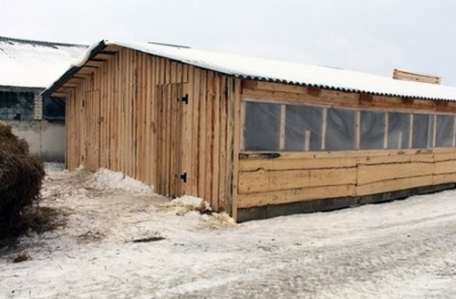 Специальные профилактории для телят строятся в Краснопольском районе