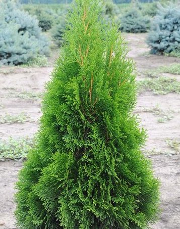 Около 850 деревьев различных пород высадили минувшей осенью в Кличеве