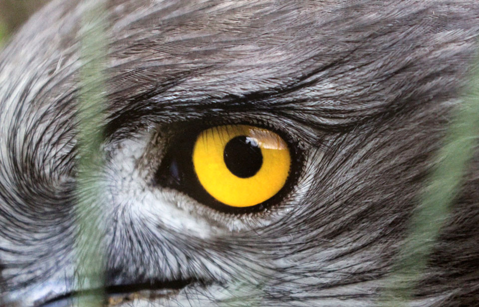 Выставка фотографий охотоведа Андрея Шимчука открылась в краеведческом музее Могилева. Фото