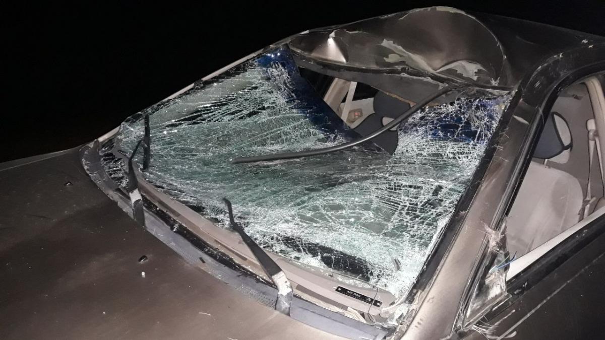 «Мицубиси» в Белыничском районе сбил лося