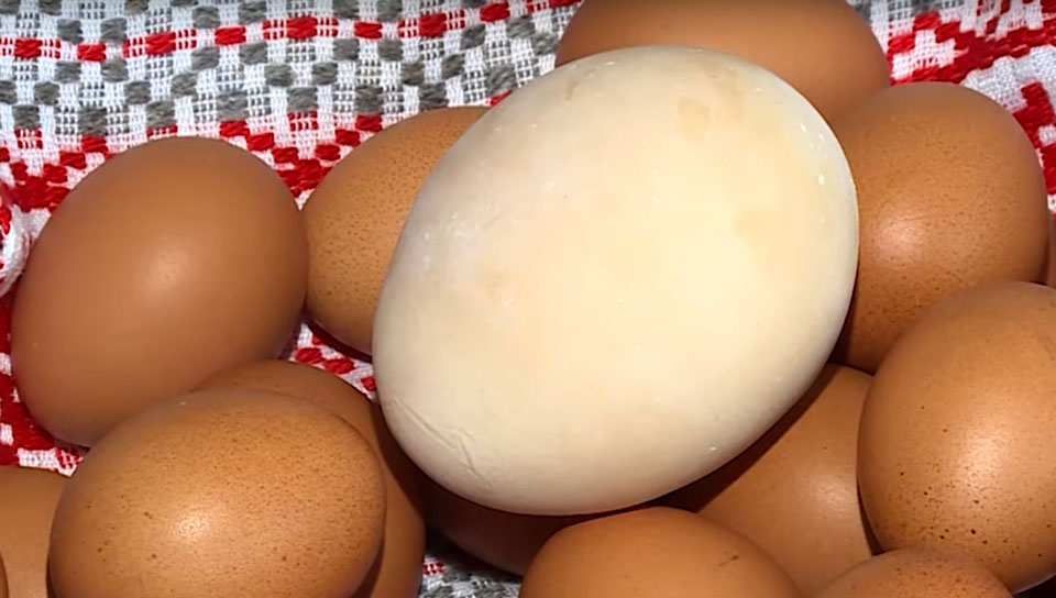 Самое большое в Беларуси куриное яйцо снесено в Могилевском районе