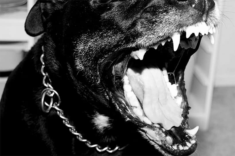 В Бобруйске собака покусала пятерых человек, пострадавшие в больнице