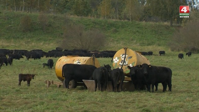 «Дикая ферма» успешно работает в Горецком районе. Видео