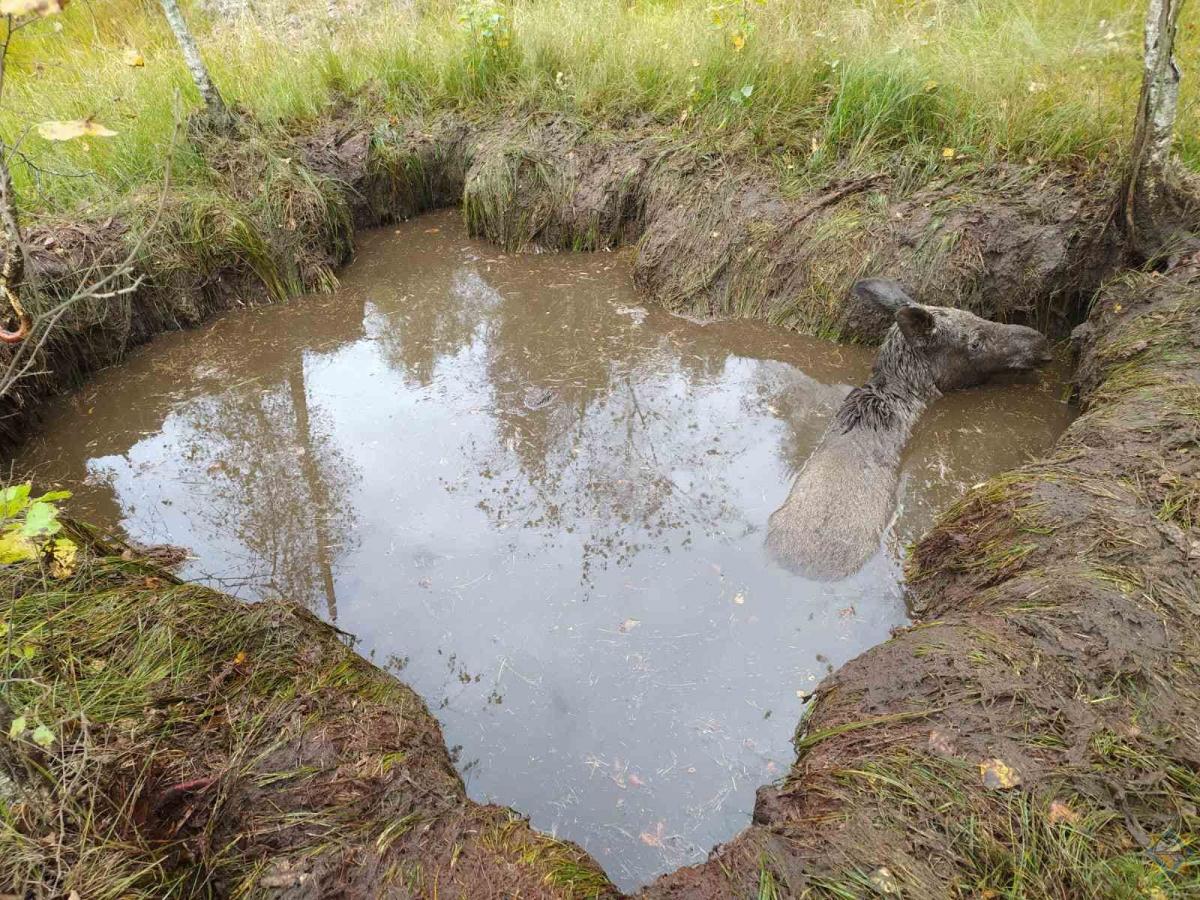 В Могилевском районе лось провалился в канаву