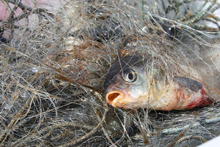 Изменились суммы возмещения вреда, причиненного окружающей среде браконьерами