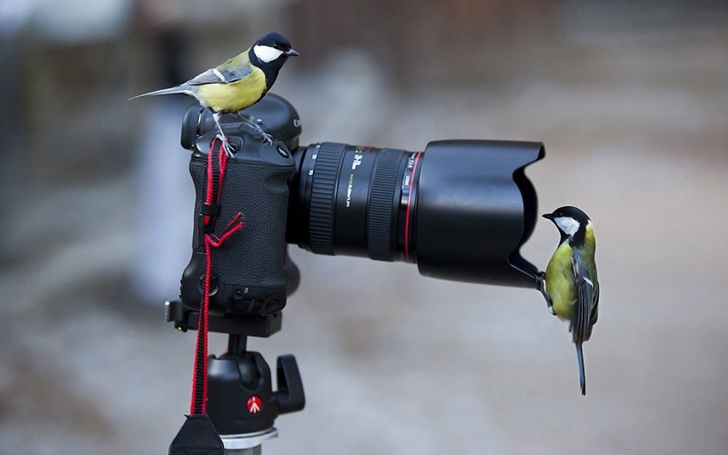 Зимний чемпионат по фотобердингу пройдет 26 января