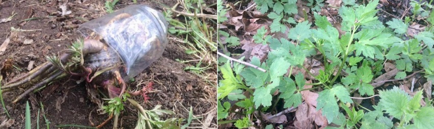 Мужчина и 10-летний ребенок умерли от отравления ядовитым растением в Краснопольском районе