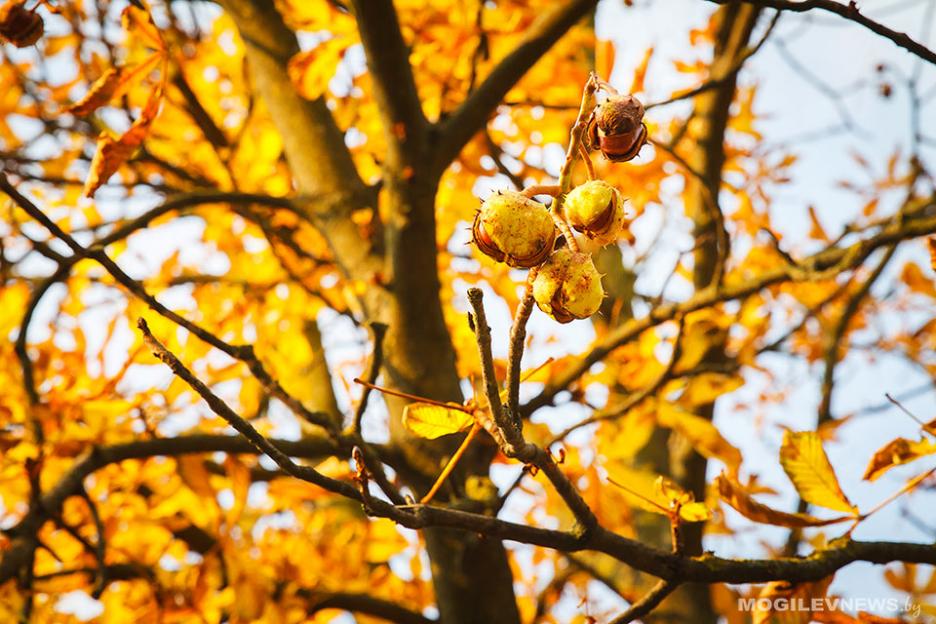 От +10°С в понедельник, до +20°С в среду ожидается на следующей неделе в Могилевской области