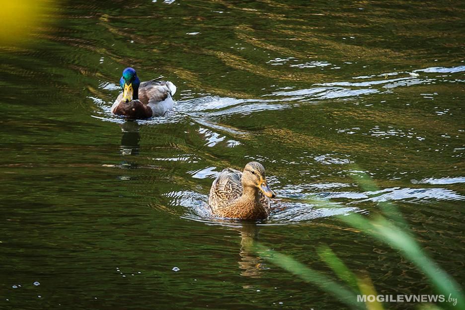 Ночью и утром – дождь, днем до +20°С  ожидается 28 сентября в Могилевской области