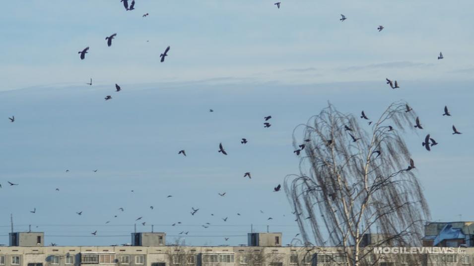 Ветер до 22 м/с ожидается в начале следующей недели в Могилевской области