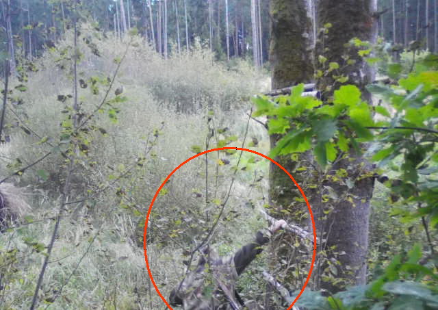 Охотник в Белыничском районе украл с дерева фотоловушку