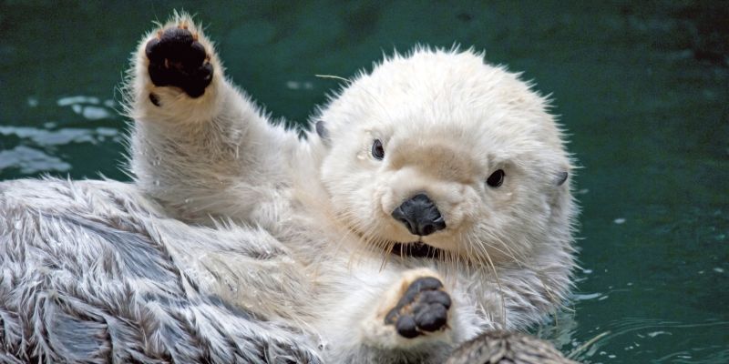 В первую неделю сентября откроется охота на бобра, выдру, рябчика и серую куропатку