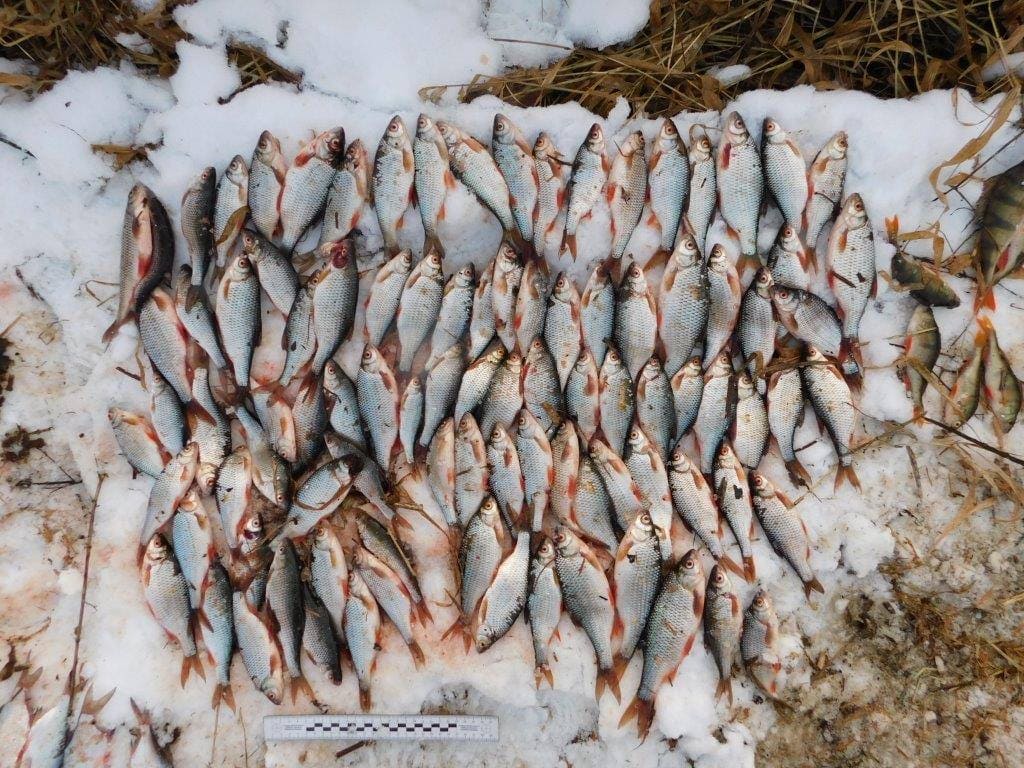 В незаконной добыче рыб обвиняются двое жителей Круглянского района