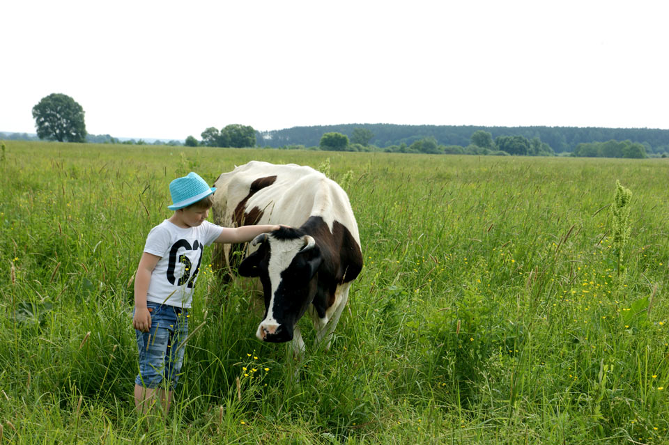 Жители Могилевской области сдают излишки молока. Фото