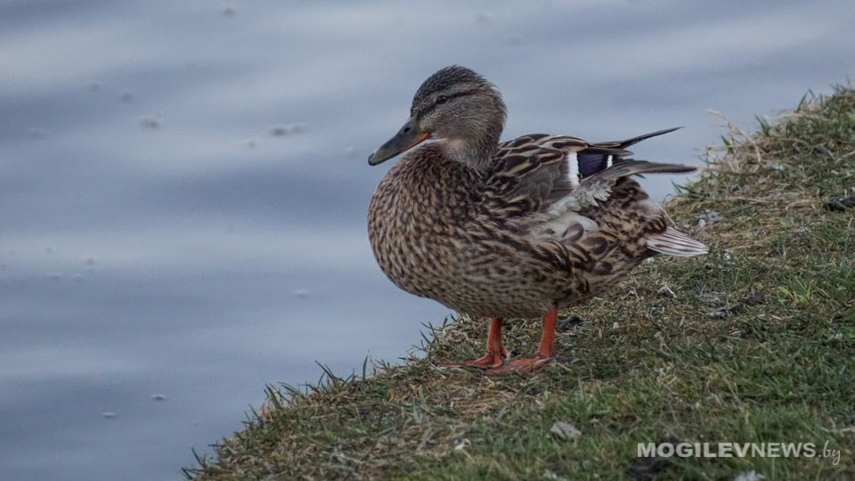 Температурный рекорд побит в Могилеве 29 марта