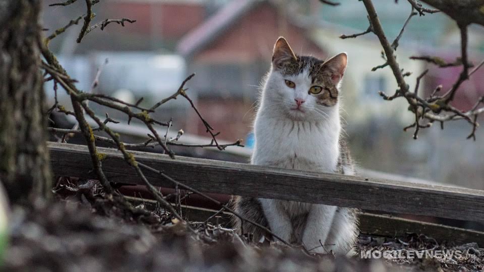 Кампанию по поиску новых хозяев для бездомных животных проведут в Могилеве