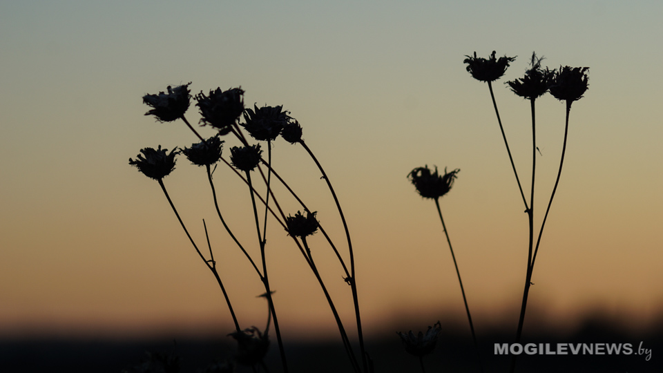 В конце недели в Могилевскую область придет похолодание