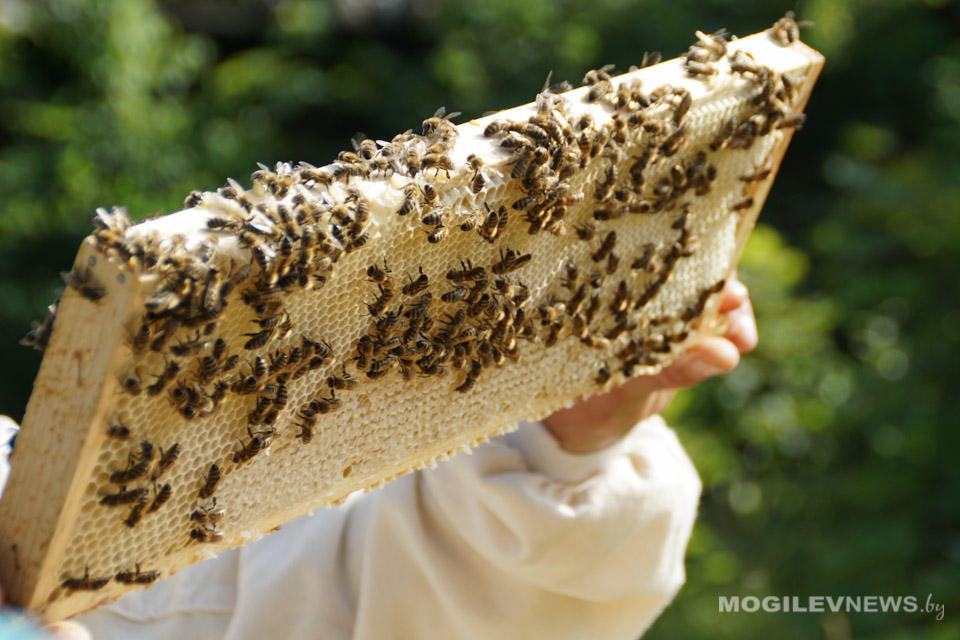 Инфоцентр по пчеловодству создадут в МГУ им.А.А.Кулешова