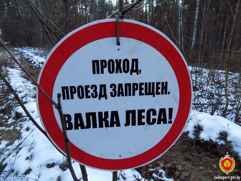 Лесник в Бобруйском районе при валке леса получил тяжелые травмы