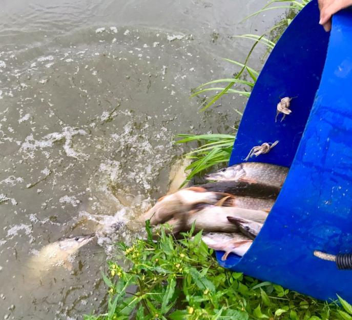 Зарыбление четырех водоемов в Могилевской области запланировано на 2020 год